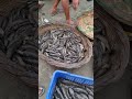 দেশীয় কচুরিপানার তাজা তাজা মাছ fish natural desi fish