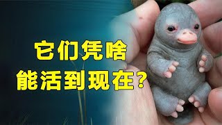 靠“吃”活到现在，从古至今从未进化过，地球上的活化石生物【猫is博士】