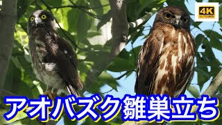 生駒山麓H神社のアオバズク雛巣立ち！