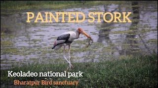 Painted Stork| Keoladeo national park - Bharatpur bird sanctuary भरतपुर पक्षी अभयारण्य|WILDescape 4K