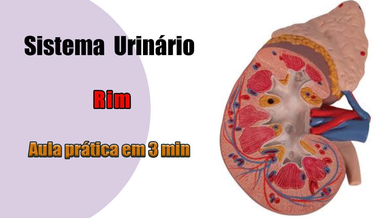 Rim E Seus Componentes - Sistema Urinário - Anatomia Humana - YouTube