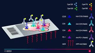 Multiplexing on Mouse tissue using Cell Signaling Technology Antibodies and OPAL IHC