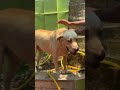 എൻ്റെ അച്ഛൻ പോലീസ് ആണ്. grooming time… dog vlog