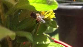 Hover fly not a honeybee