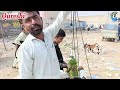 lalukhet bakra mandi latest update 24 nov 2024 saude hi saude bakra mandi goat farm visit gulabi