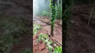 Damage's caused by heavy rain. kalache yellapuara uttara kannada flood and Landslide's july 2021