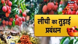 Litchi Farming | अधिक कमाई के लिए लीची का तुड़ाई प्रबंधन | Hindi News | Annadata