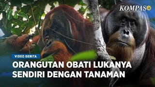 Bukti Orangutan Cerdas Bisa Obati Lukanya Sendiri