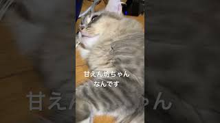 何としても主の近くで寝たいはなちゃん【7/1】 #cat #サイベリアン #猫のいる暮らし