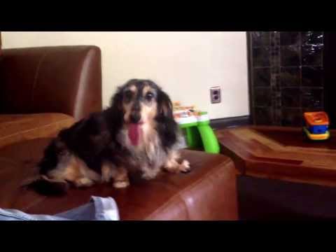 Air licking dog... Air licking dog...