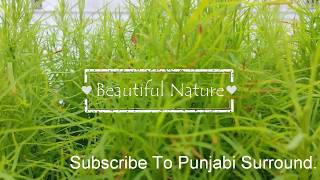 RUKH - Akhil New punjabi Song Cover By Beautiful Nature (Punjabi Surround)#5