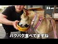 雑種犬コロちゃんとドッグリゾートでプールに入ったらまさかの展開になりました…