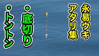 永易ウキが沈む！アタリの瞬間【紀州釣り】【チヌ釣り】【ウキダンゴ釣り】