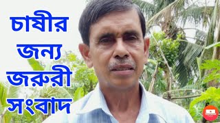 টবে মালচিং করার পদ্ধতি||Emergency news for roof-tub gardening