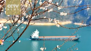 Flowers bloom along the Yangtze River