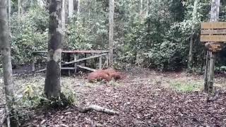 two big males orangutan fighting - rare footage