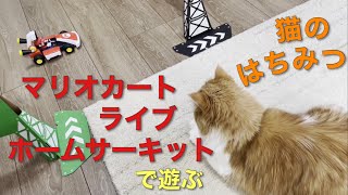 【猫とマリオカート】マリオカートライブホームサーキットではちみつと遊びました [hachimitsu cat] MARIOKART LIVE HOME CIRCUIT