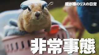 リス、初めて公園に行く。【リチャードソンジリス】158