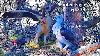 ep.339🦤Booted Eagle Nest／TODOS los Secretos Pollos Águila calzada @DIRECTO NATURA