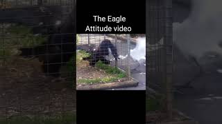 The Eagle Attitude Video | #eagleattitude #theeaglementilaty #deepakdaiya #shorttrending