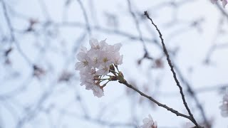 【桜】見頃の鹿児島市の甲突川の様子は