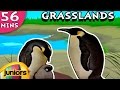 Learning Videos - Temperate Grasslands - Learning  Videos For Kids - Education Videos - Biomes