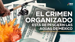 T6:E5 TRÁFICO DE ESPECIES: La nueva cara del CRIMEN ORGANIZADO en México