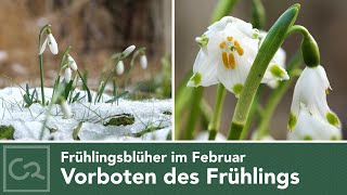 Vorboten des Frühlings – Frühjahrsblüher im Februar ❄☀🌱🌷