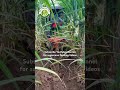 sugarcane earthing riar_sugarcane_farm farming sugarcane earthing