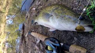 MURRAY COD FISHING - PIRATE SPINNERBAITS