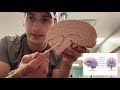 Brain and Skull Anatomy - Ethan Liebross Demo