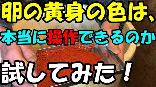 【黄色からオレンジ色に？！】鶏にパプリカ粉末を与えて、卵の黄身の色を変化させることは本当に出来るのか？