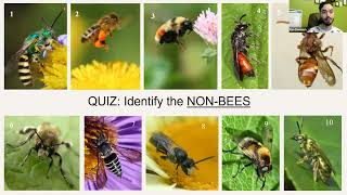 Native Bees 101: Understanding and Helping Your Local Pollinators