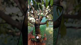 Realme 14 pro plus 5G series short video 🤯 Camera Test #shortsvideo #shorts