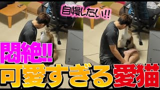 【猫】関優太のストレスを解消する癒しの力を持つ愛猫ココちゃん【関優太/切り抜き】