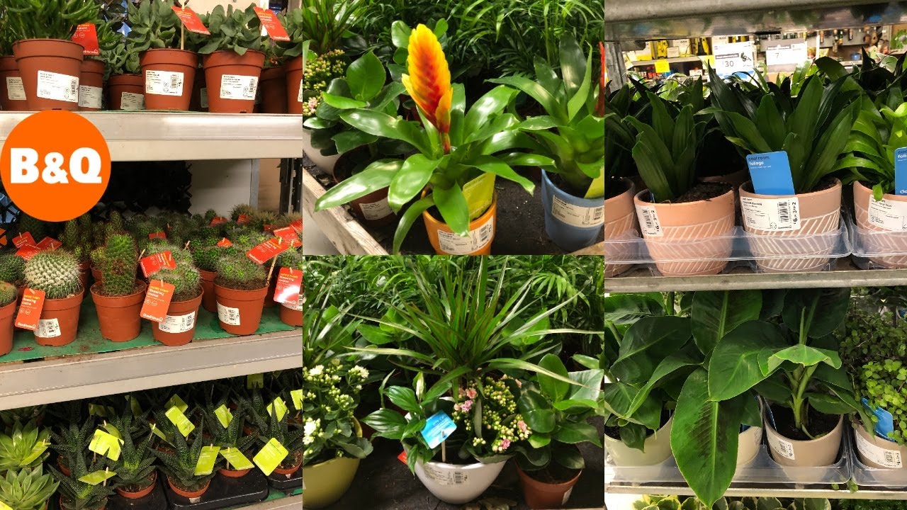 B&Q INDOOR HOUSE PLANTS COLLECTION WITH PRICE OCTOBER 2020 | B&Q HAUL ...