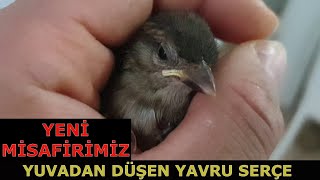 Çocuklar Serçe Yavrusu Bulmuş Bana Getirdiler