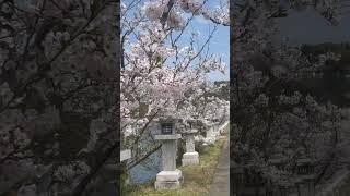 竜桜公園🌸香川県桜の絶景名所🌸#桜の名所#shorts