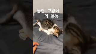 고양이에게 생선을 주면 ㅣ If you give a cat fish