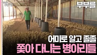 [로드다큐 '만남' 96회①] 부부를 어미로 알고 졸졸 쫓아 다니는 병아리들