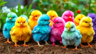 World Cute Chickens, Colorful Chickens, Rainbows Chickens, Cute Ducks, Cat, Rabbit, Cute Animals