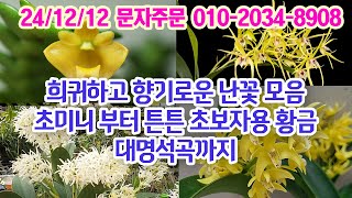 희귀란 천국 유리농원 소장품 인기최고 황금대명석곡 2+1 덴드로 힐다 레오니스 향기최고상품