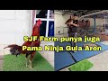 Spil Pama Ninja gula aren SJF Farm