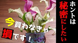 【観葉植物】あの憧れの人気植物が再入荷！育て方も紹介♪【カラー・フローズンクイーン】