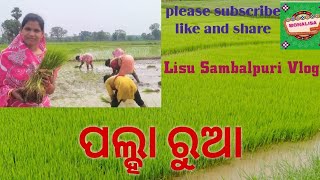 #ପଲ୍ହା ରୁଆ# Paddy farming #  Agriculture#ଧାନ ଚାଷ #,                   Lisu  Sambalpuri Vlog