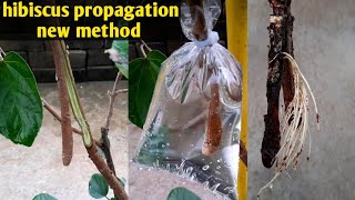 Hibiscus Plant Propagation New Method Only In Water Without Soil | @Gardening4u