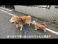 小さいお友達に好かれて嬉しい老犬ゴールデンレトリバーの散歩 a senior golden retriever had a little cute stalker on her walk.