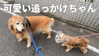 小さいお友達に好かれて嬉しい老犬ゴールデンレトリバーの散歩 A senior golden retriever had a little cute stalker on her walk.