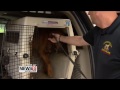 state police training bloodhounds for searches