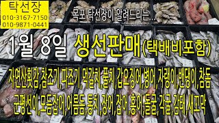 1월 8일, 자연산, 참조기, 파조기, 먹갈치, 풀치, 갑오징어, 병어, 자랭이, 밴댕이, 참돔, 민어(탁선장 목포 남도농수산 010 3167 7150. 010 9871 0441)